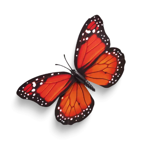 CantikLink